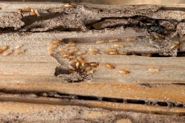 Best Flea Control Services  in Laguna Woods, CA