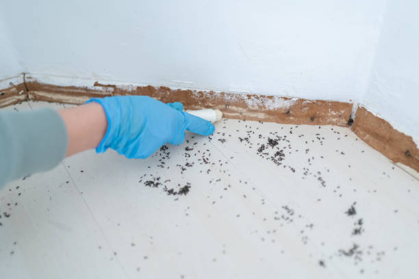 Best Best Pest Control Companies  in Laguna Woods, CA